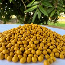 Sementes que revolucionam o cultivo de cebolas