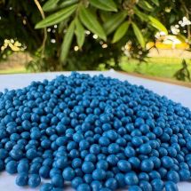 Sementes que revolucionam o cultivo de cebolas