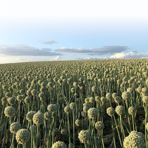 Cebola SCS379 Robusta